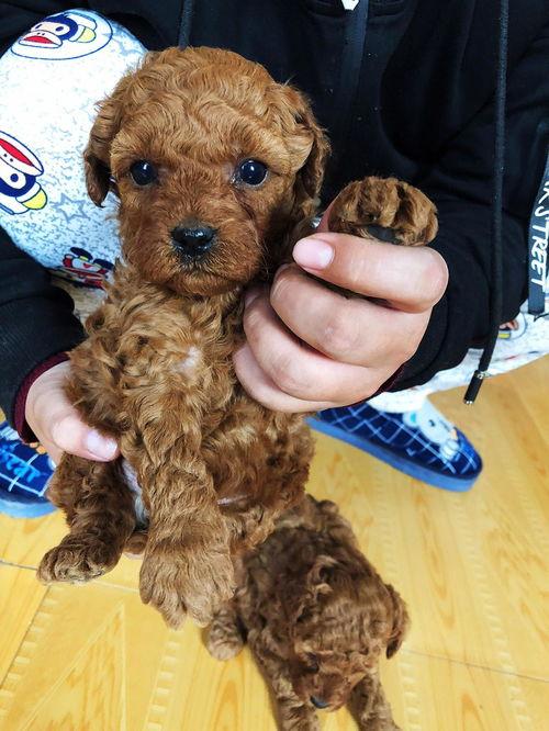 娱乐圈吃瓜爆料弟弟泰迪,泰迪弟弟吃瓜爆料，揭秘幕后真相